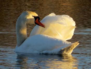 Карап Вия Вавере