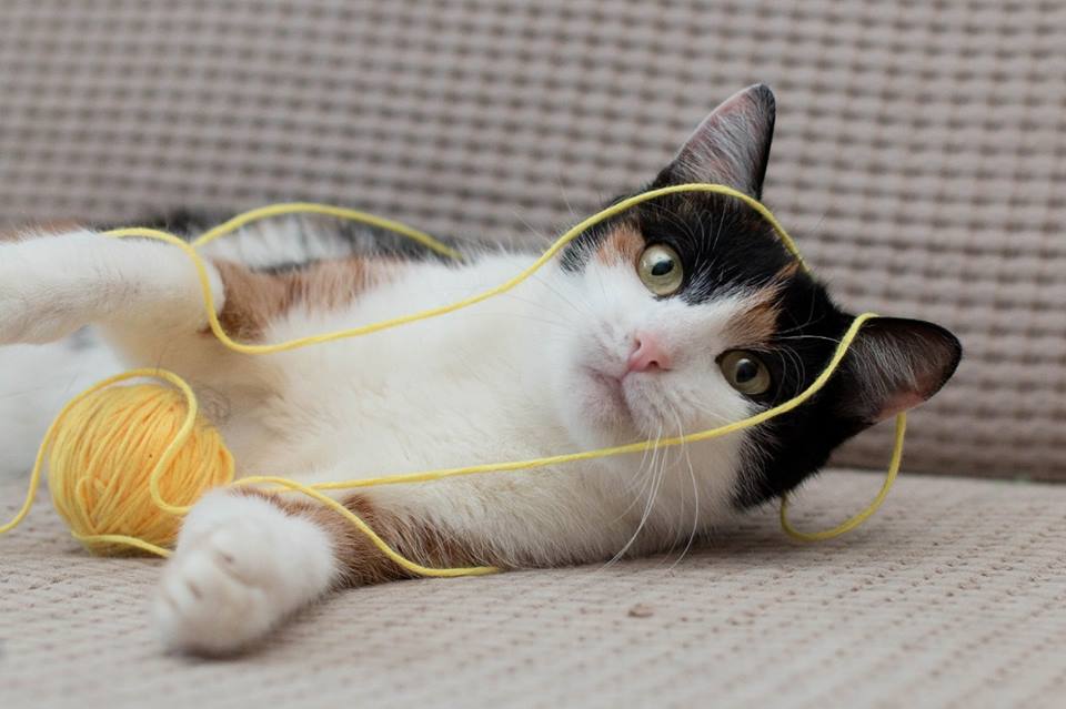 Котка 3.jpg